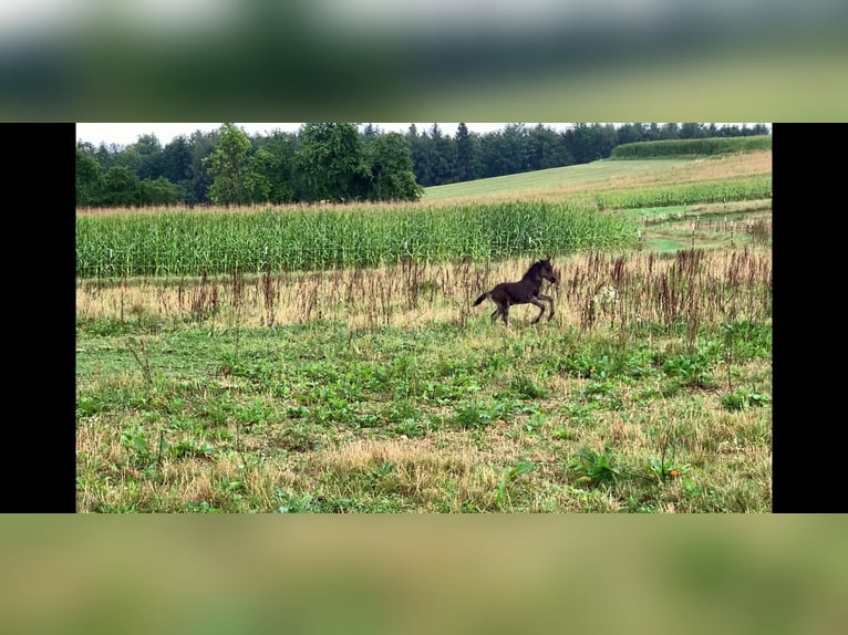 Kuc islandzki Ogier 4 lat Kara in Zell an der Pram