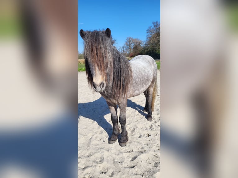 Kuc islandzki Ogier 5 lat 135 cm Siwa jabłkowita in Rhauderfehn