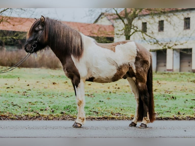 Kuc islandzki Ogier 7 lat 150 cm Srokata in Taufkirchen an der Trattnach