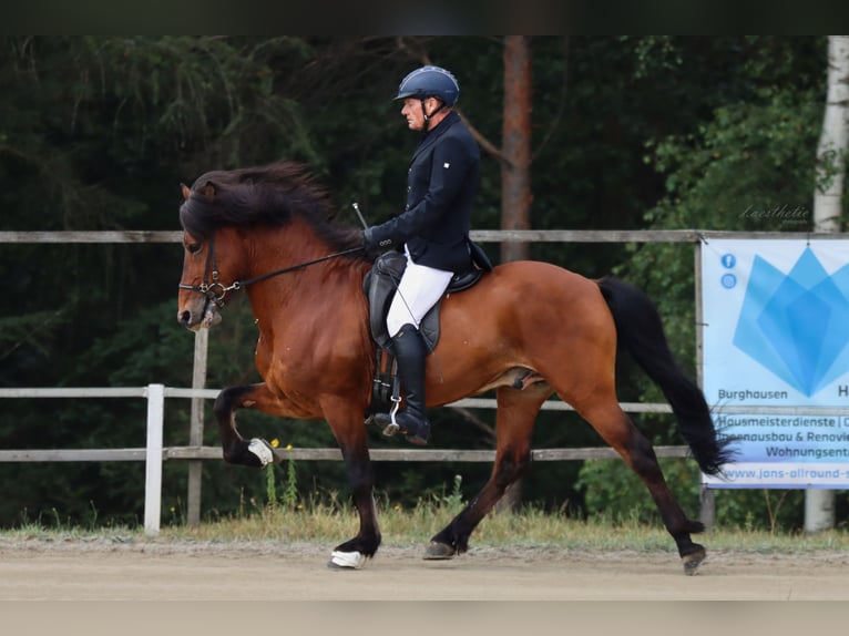 Kuc islandzki Ogier in Strasswalchen