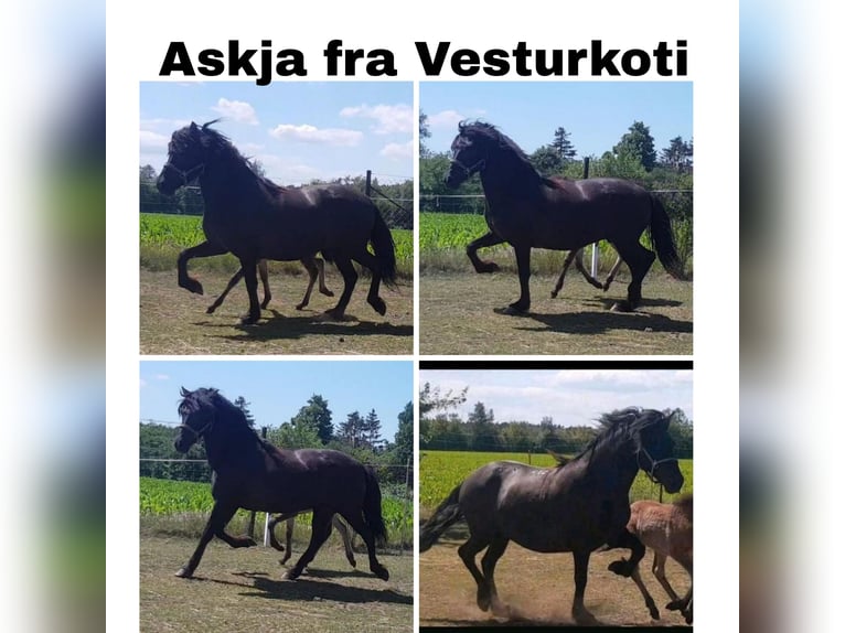 Kuc islandzki Ogier Źrebak (04/2026) 140 cm Srokata in Sülstorf