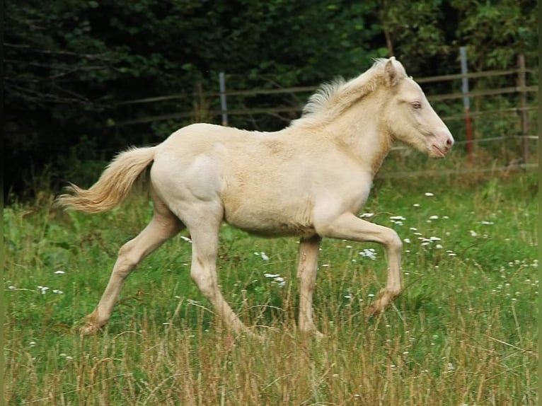 Kuc islandzki Ogier Źrebak (05/2024) 142 cm Perlino in Saarland