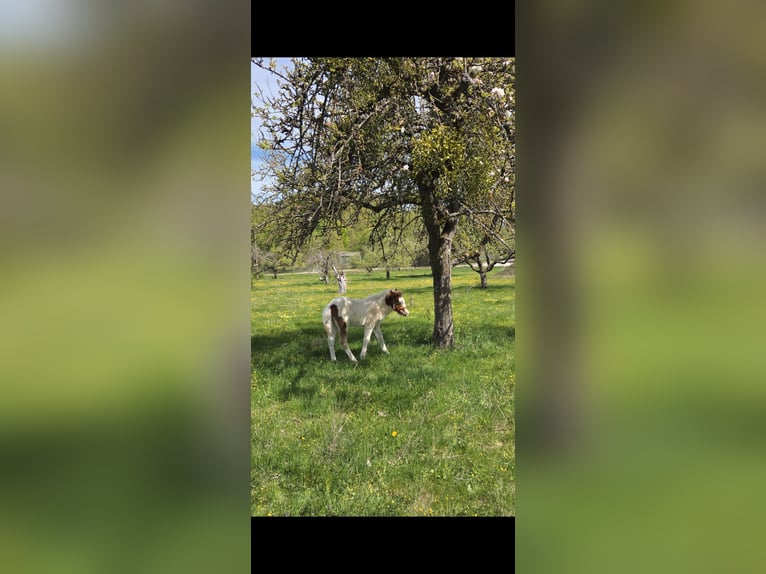 Kuc islandzki Mix Ogier Źrebak (03/2026) 145 cm Srokata in Salzburg