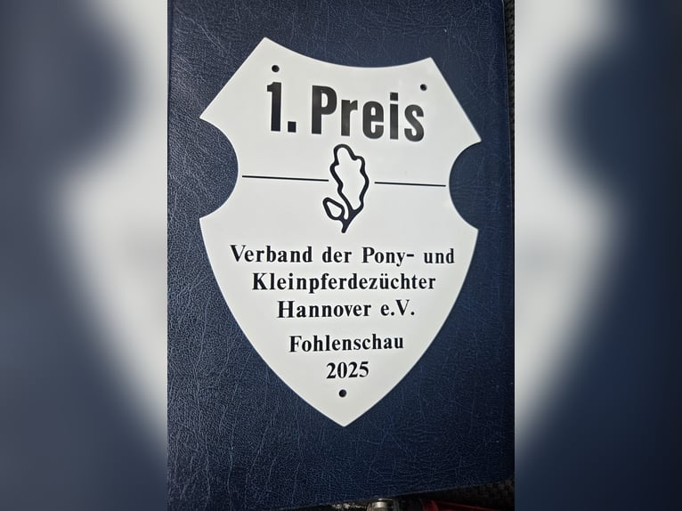 Kuc islandzki Ogier Źrebak (06/2025) Bułana in Hermannsburg