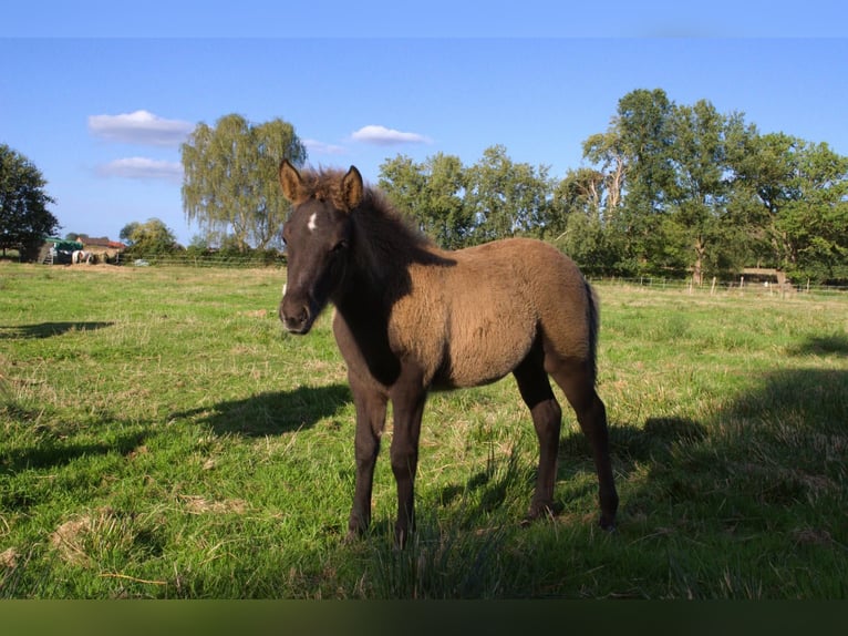 Kuc islandzki Ogier Źrebak (07/2026) Kara in Neustadt am Rübenberge