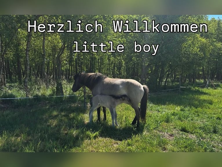 Kuc islandzki Ogier Źrebak (05/2025) in Lehmrade