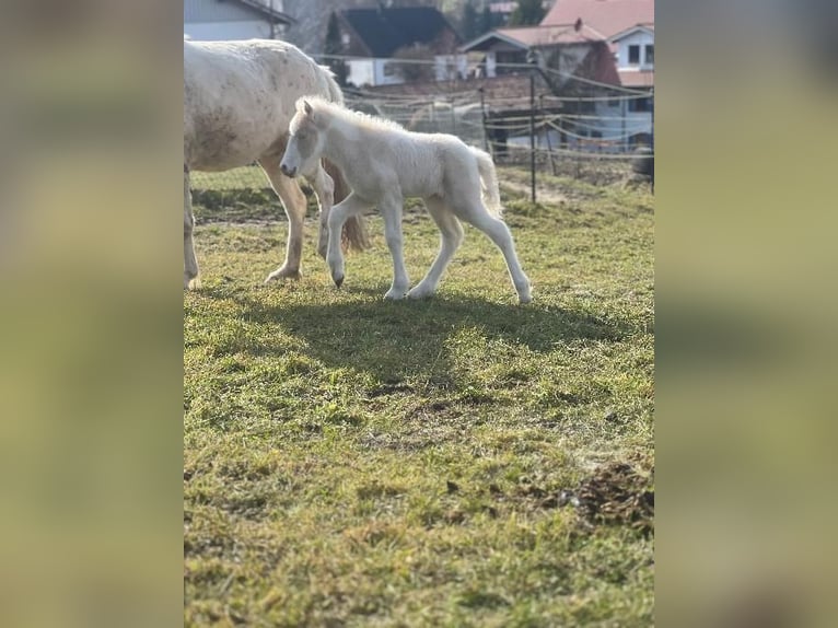 Kuc islandzki Ogier Źrebak (01/2026) Perlino in Markt Wald