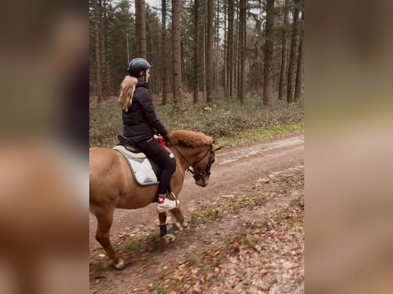 Kuc islandzki Wałach 10 lat 135 cm Kasztanowata in Kleve