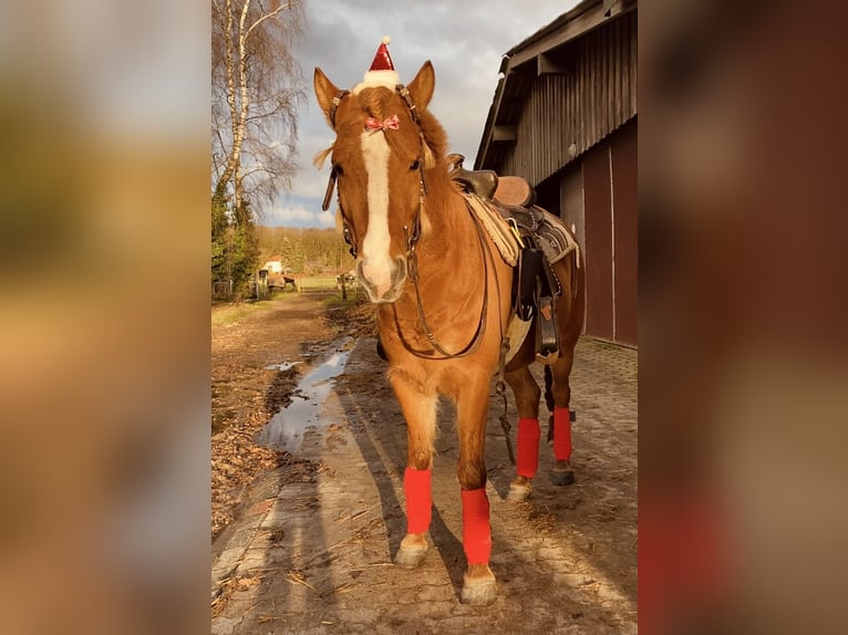 Kuc islandzki Wałach 10 lat 135 cm Kasztanowata in Kleve