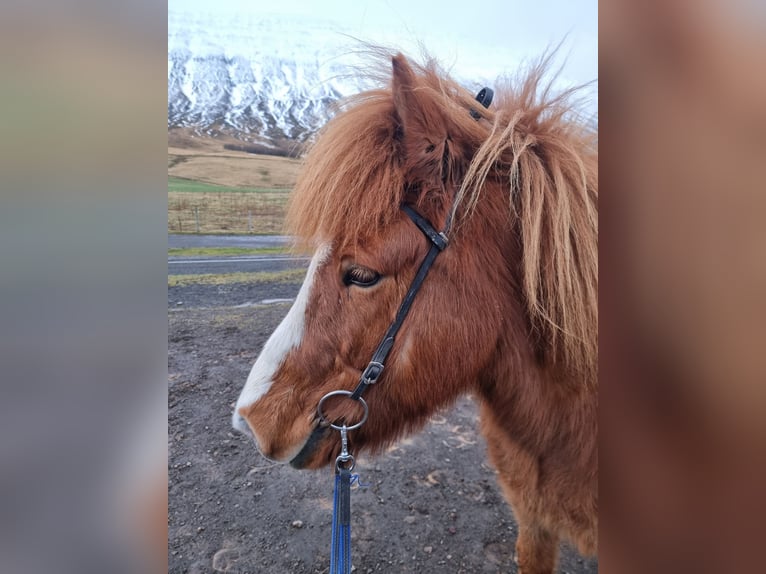 Kuc islandzki Wałach 10 lat 138 cm Kasztanowata in Akureyri
