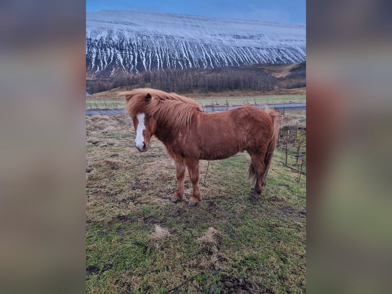 Kuc islandzki Wałach 10 lat 138 cm Kasztanowata in Akureyri
