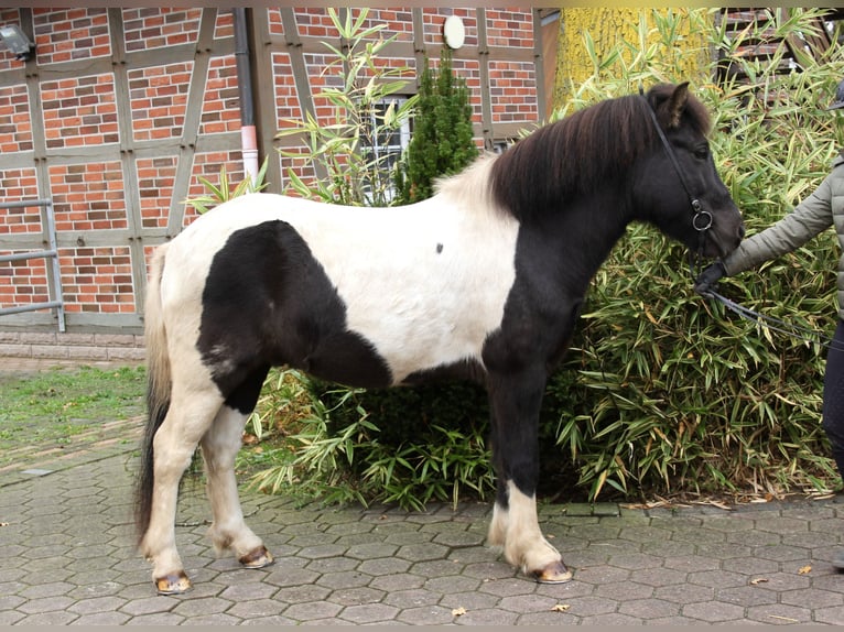 Kuc islandzki Wałach 10 lat 140 cm Srokata in Soltau