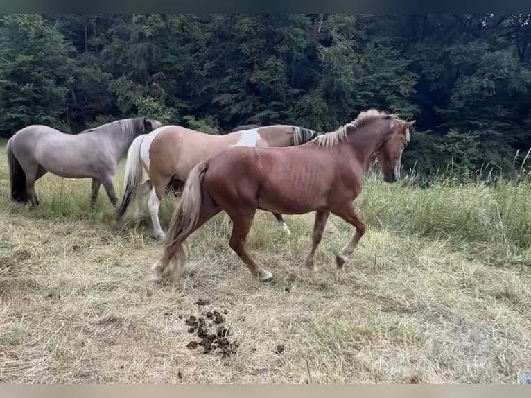 Kuc islandzki Wałach 10 lat 141 cm Kasztanowata in Wald-Michelbach