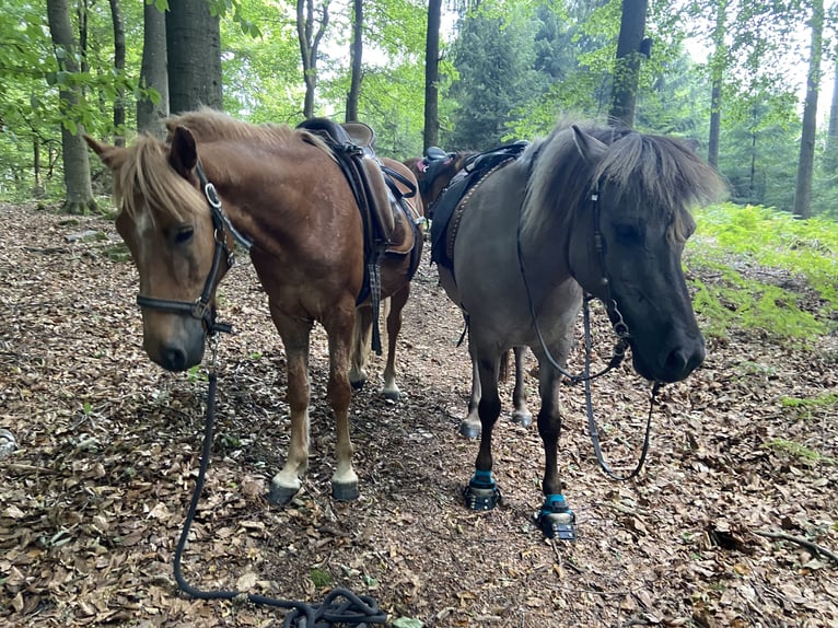 Kuc islandzki Wałach 10 lat 141 cm Kasztanowata in Wald-Michelbach
