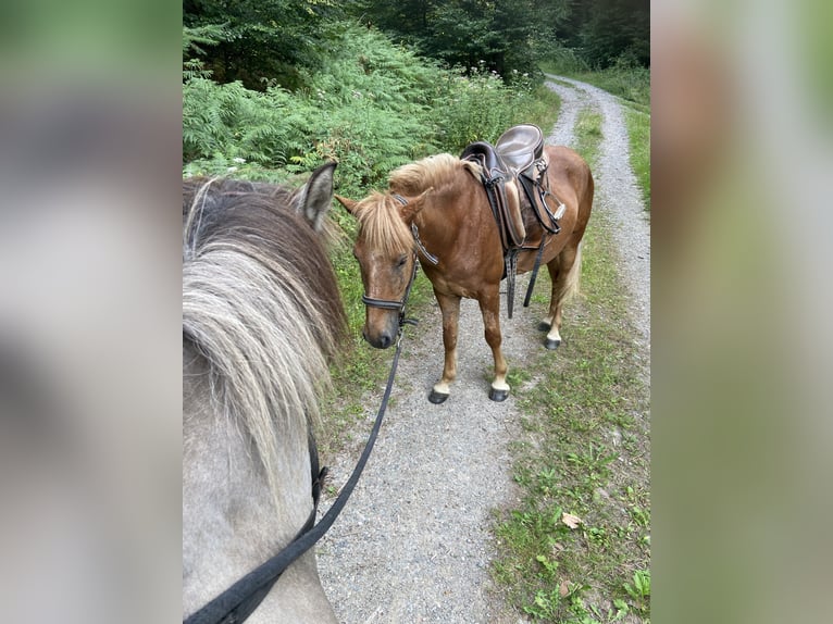 Kuc islandzki Wałach 10 lat 141 cm Kasztanowata in Wald-Michelbach