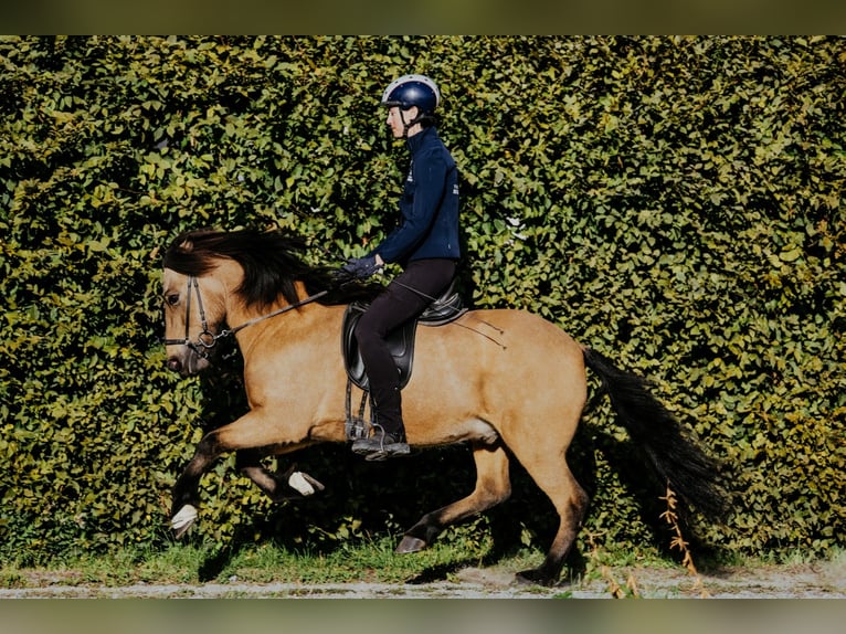 Kuc islandzki Wałach 10 lat 142 cm Jelenia in Taufkirchen/Trattnach
