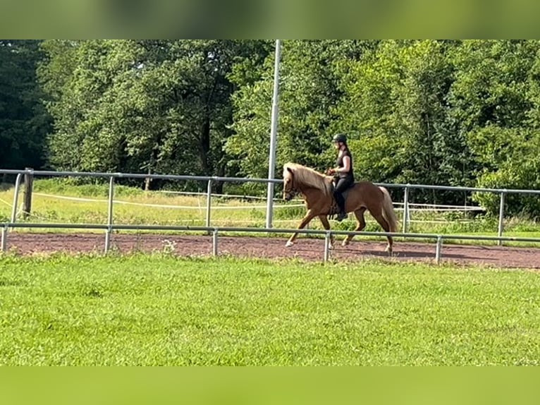 Kuc islandzki Wałach 10 lat 142 cm Kasztanowata in SoltauSoltau