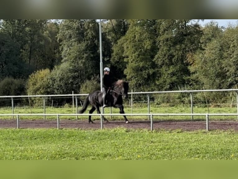 Kuc islandzki Wałach 10 lat 147 cm Kara in Soltau