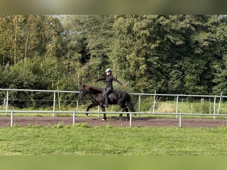 Kuc islandzki Wałach 10 lat 147 cm Kara in Soltau