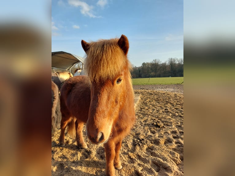 Kuc islandzki Wałach 11 lat 138 cm Kasztanowata in Buchholz in der Nordheide