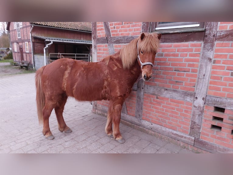 Kuc islandzki Wałach 11 lat 138 cm Kasztanowata in Buchholz in der Nordheide