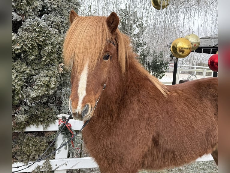 Kuc islandzki Wałach 11 lat 145 cm Kasztanowata in Lochen am See