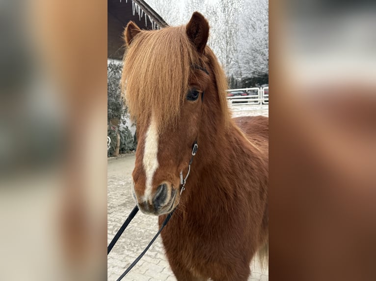 Kuc islandzki Wałach 11 lat 145 cm Kasztanowata in Lochen am See
