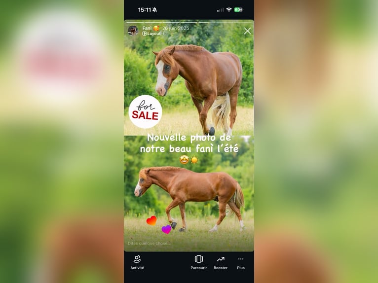 Kuc islandzki Wałach 11 lat 145 cm Kasztanowata in Condécourt