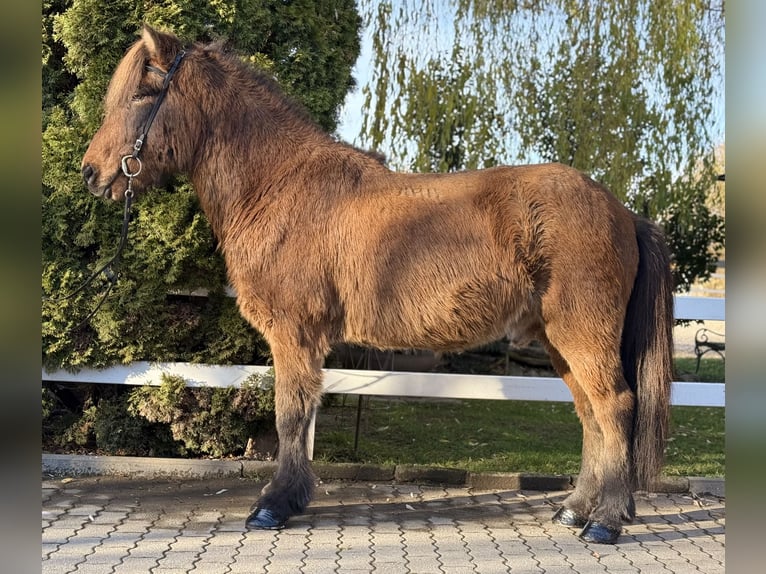 Kuc islandzki Wałach 11 lat 146 cm Gniada in Lochen am See