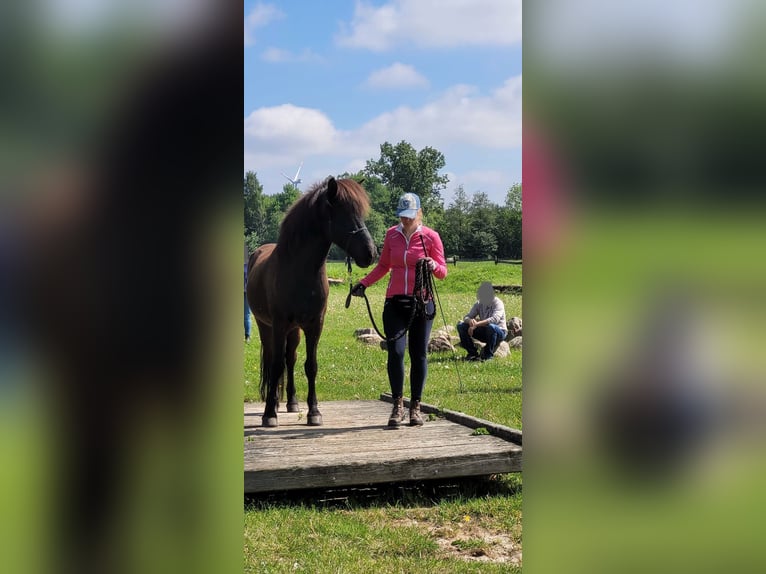 Kuc islandzki Wałach 11 lat 146 cm Kara in Stöckse