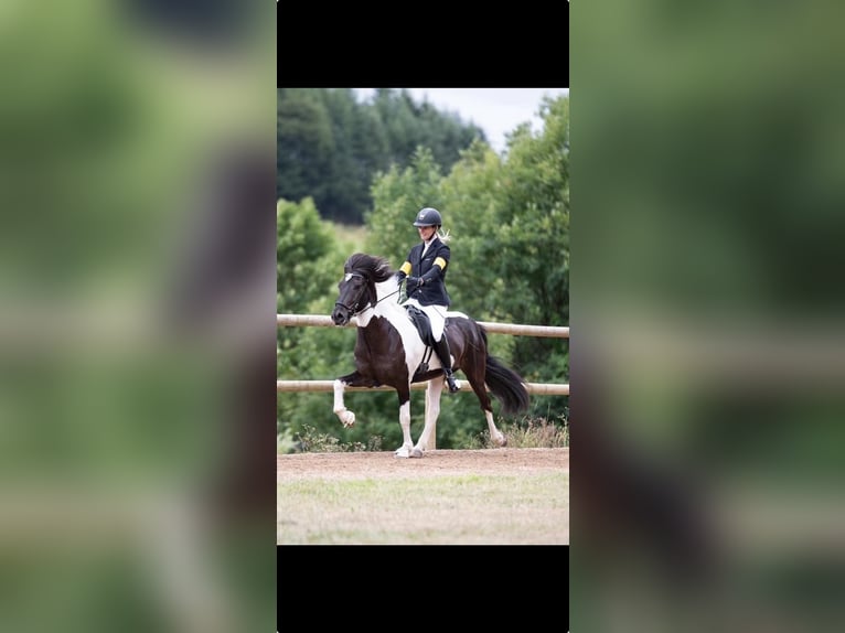 Kuc islandzki Wałach 11 lat 148 cm Srokata in Düsseldorf