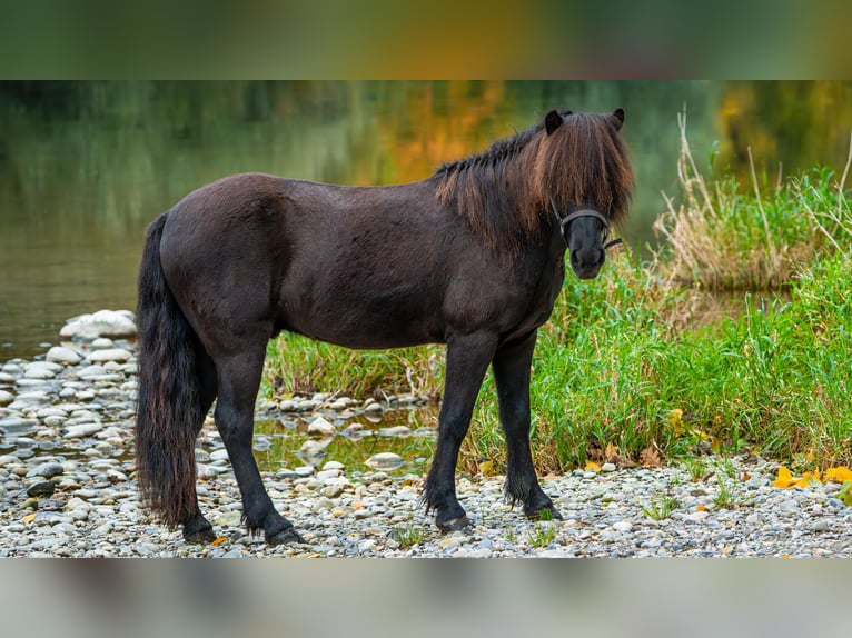 Kuc islandzki Wałach 12 lat 135 cm  in Gretzenbach