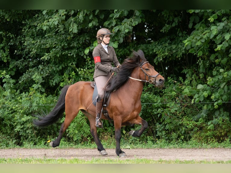 Kuc islandzki Wałach 12 lat 137 cm Gniada in Amerongen