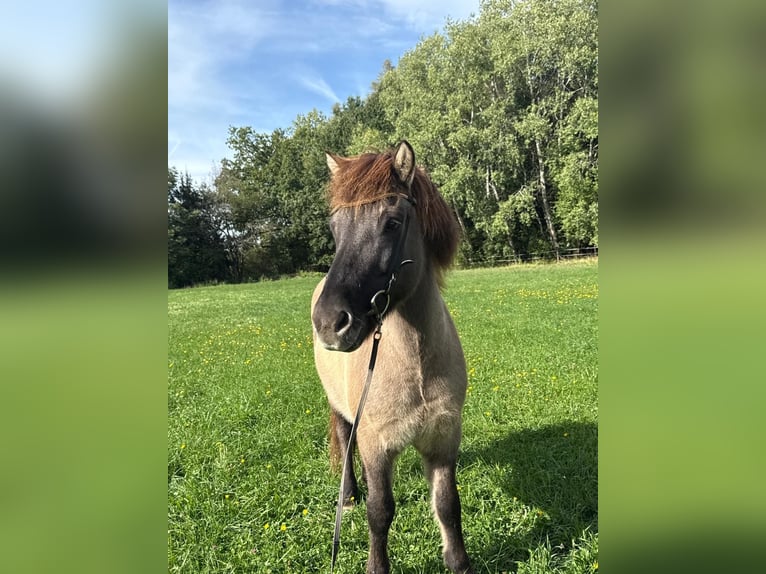 Kuc islandzki Wałach 12 lat 138 cm Bułana in Holzgünz