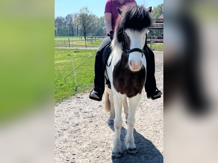 Kuc islandzki Wałach 12 lat 143 cm Srokata in Gütersloh
