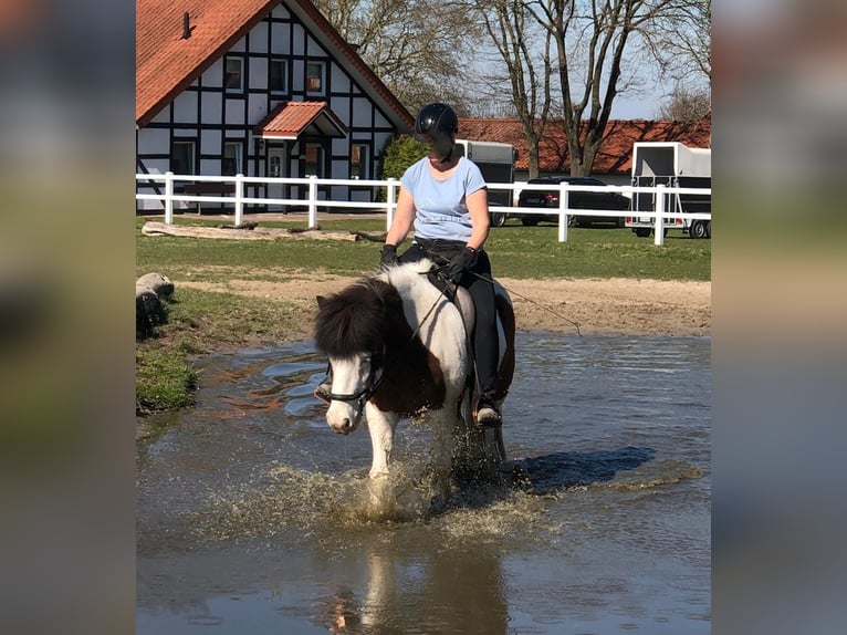 Kuc islandzki Wałach 12 lat 143 cm Srokata in Gütersloh