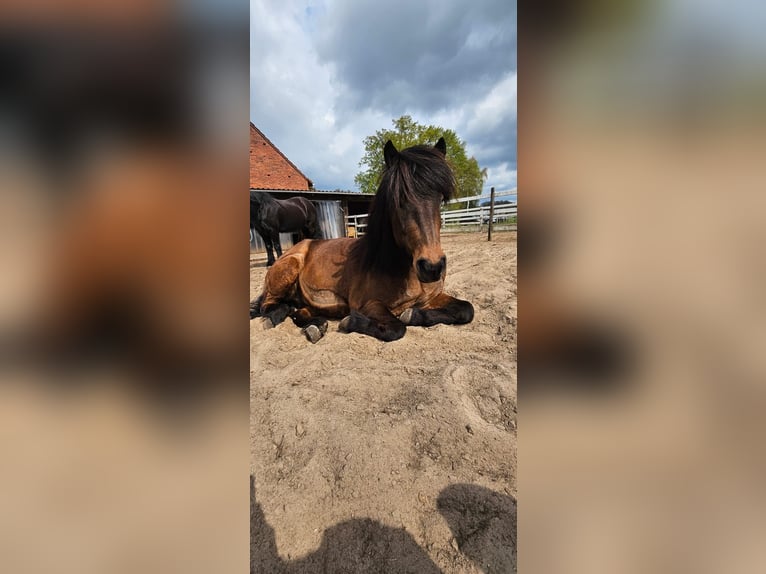 Kuc islandzki Wałach 12 lat 144 cm Gniada in Verl