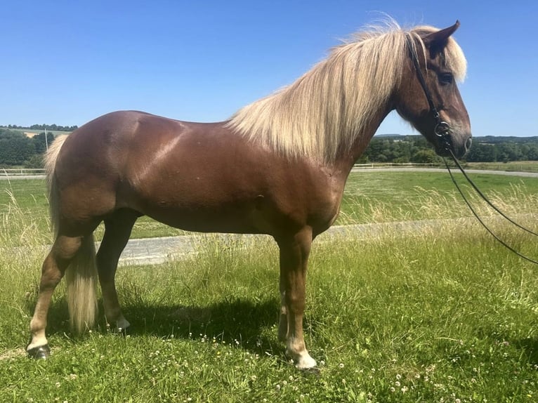 Kuc islandzki Wałach 12 lat 146 cm Kasztanowata in Wehrheim