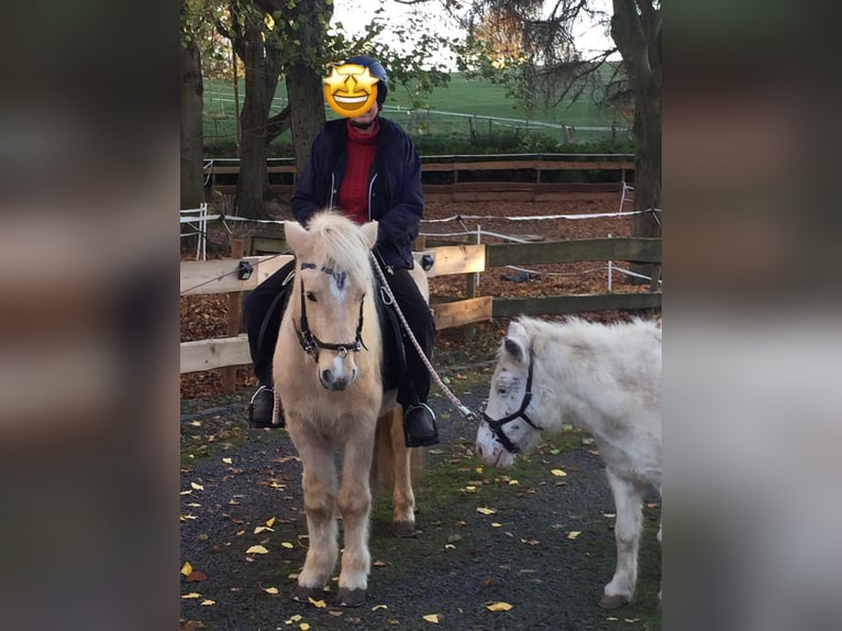 Kuc islandzki Wałach 13 lat 130 cm Izabelowata in Königswinter