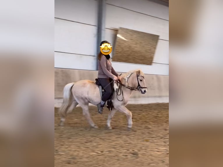 Kuc islandzki Wałach 13 lat 130 cm Izabelowata in Königswinter