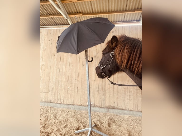 Kuc islandzki Wałach 13 lat 138 cm Kara in Gelnhausen
