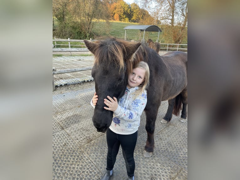 Kuc islandzki Wałach 13 lat 138 cm Kara in Gelnhausen