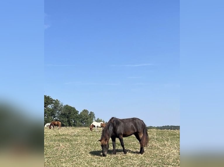 Kuc islandzki Wałach 13 lat 138 cm Kara in Gelnhausen