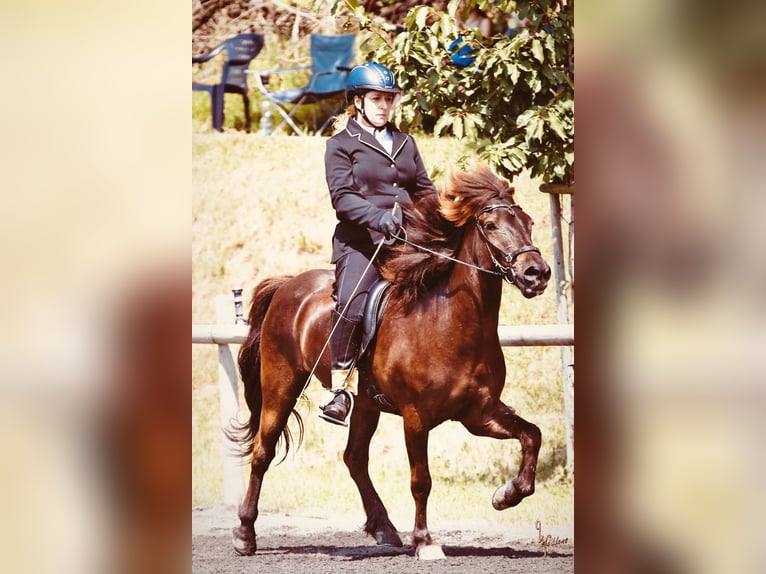 Kuc islandzki Wałach 13 lat 138 cm Kara in Gelnhausen