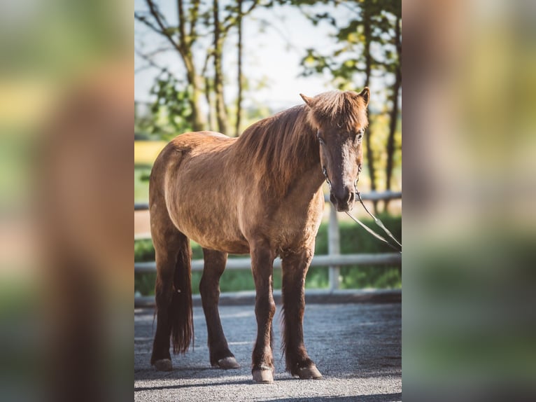 Kuc islandzki Wałach 13 lat 138 cm Kara in Gelnhausen