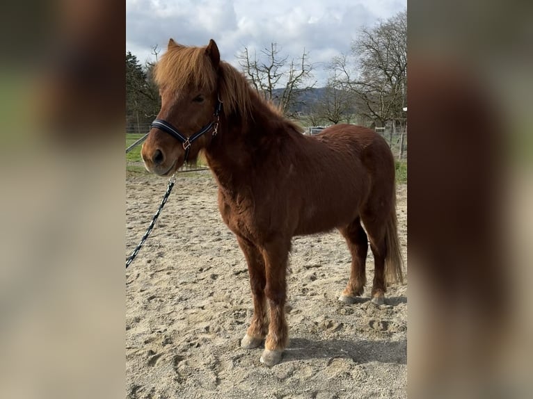 Kuc islandzki Wałach 13 lat 139 cm Kasztanowata in Muhen