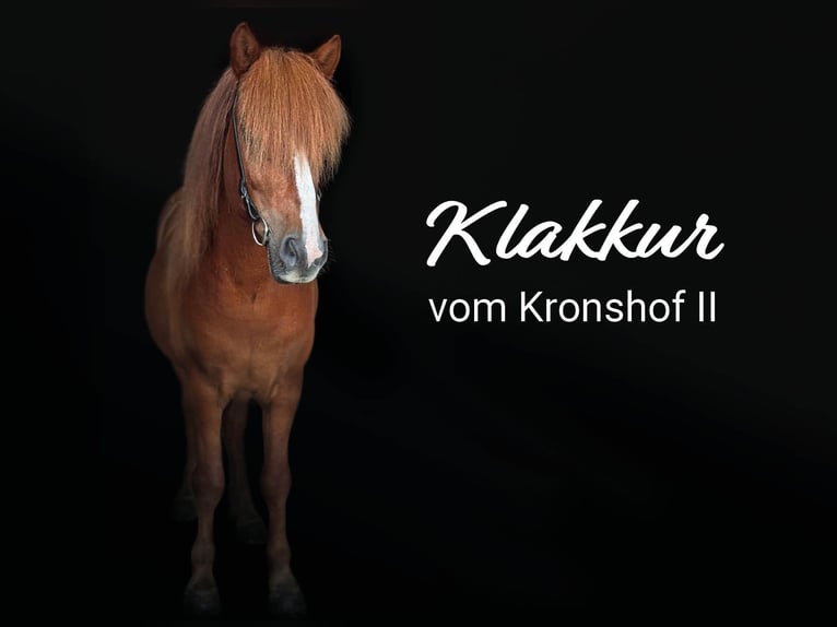 Kuc islandzki Wałach 13 lat Kasztanowata in Tirol