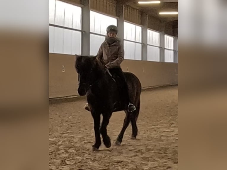 Kuc islandzki Wałach 14 lat 140 cm  in Kaufungen