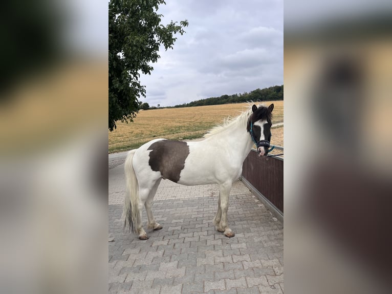 Kuc islandzki Wałach 14 lat 140 cm Srokata in Eppstein