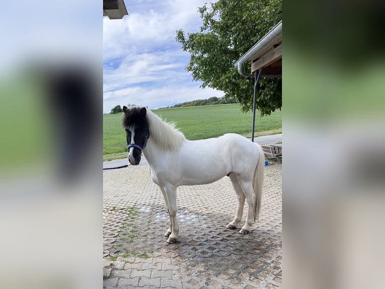 Kuc islandzki Wałach 14 lat 140 cm Srokata in Eppstein